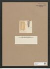 Navicula confecta A.Schm. (de-Toni-Nr.: Genus 1, Species 270) Zeichnungen Sammlung Grunow Nr. 623 (NHMW-BOT-W0366987)